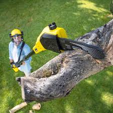 Fairview Ferndale, PA Tree Care Company
