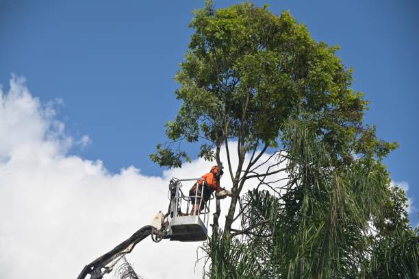 How Our Tree Care Process Works  in  Fairview Ferndale, PA
